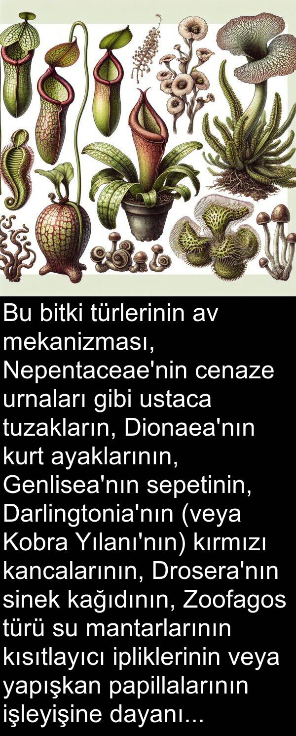 kağıdının: Bu bitki türlerinin av mekanizması, Nepentaceae'nin cenaze urnaları gibi ustaca tuzakların, Dionaea'nın kurt ayaklarının, Genlisea'nın sepetinin, Darlingtonia'nın (veya Kobra Yılanı'nın) kırmızı kancalarının, Drosera'nın sinek kağıdının, Zoofagos türü su mantarlarının kısıtlayıcı ipliklerinin veya yapışkan papillalarının işleyişine dayanır.