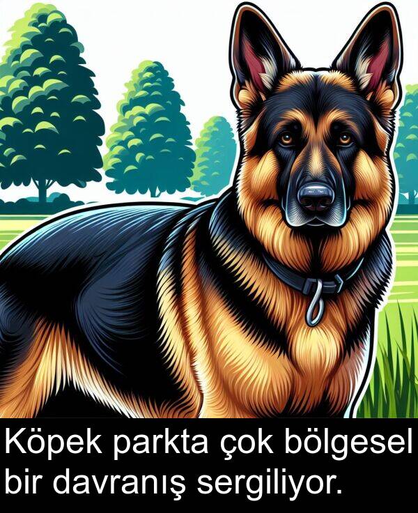 davranış: Köpek parkta çok bölgesel bir davranış sergiliyor.