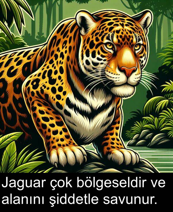 savunur: Jaguar çok bölgeseldir ve alanını şiddetle savunur.