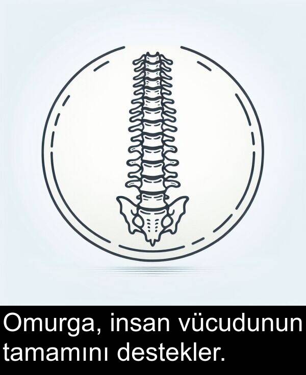 tamamını: Omurga, insan vücudunun tamamını destekler.