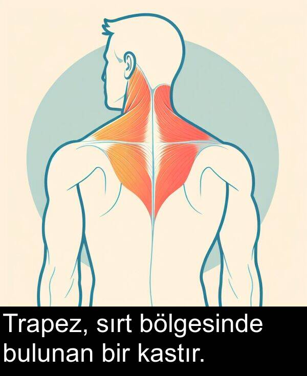 bulunan: Trapez, sırt bölgesinde bulunan bir kastır.