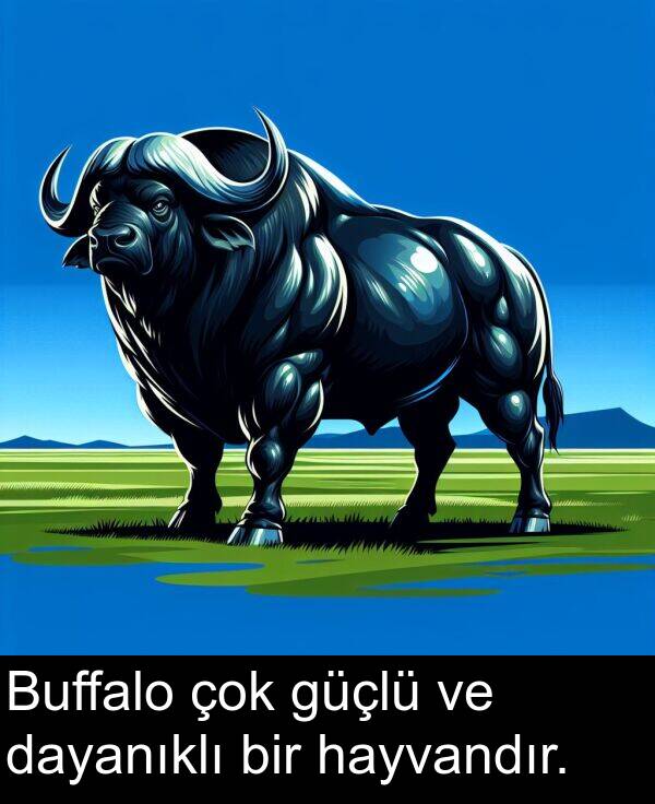 dayanıklı: Buffalo çok güçlü ve dayanıklı bir hayvandır.