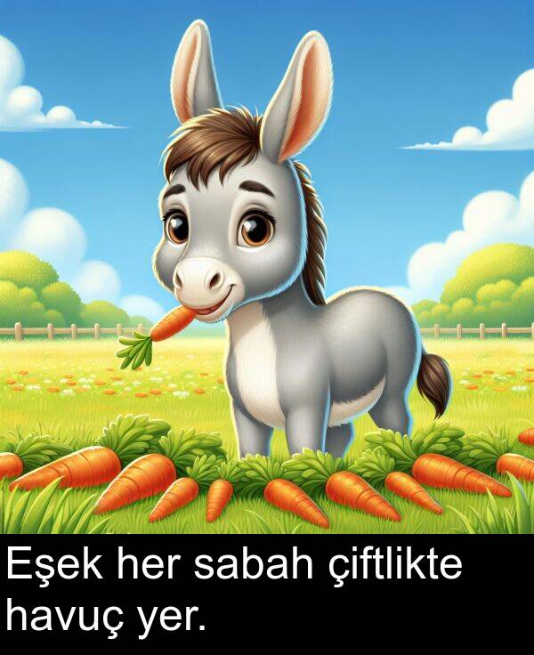 havuç: Eşek her sabah çiftlikte havuç yer.