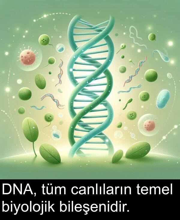 temel: DNA, tüm canlıların temel biyolojik bileşenidir.