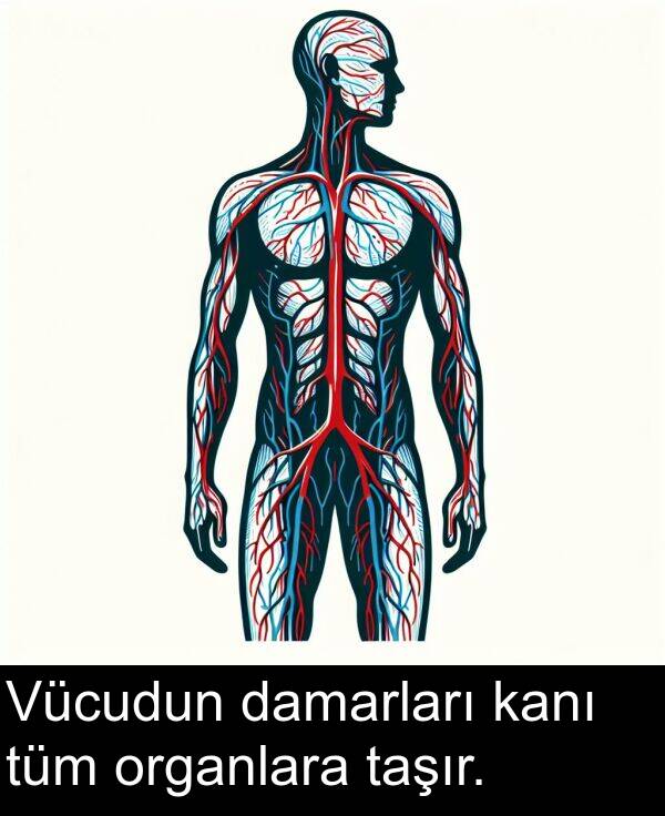 damarları: Vücudun damarları kanı tüm organlara taşır.