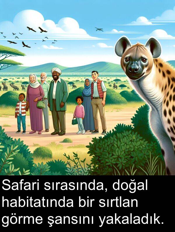 yakaladık: Safari sırasında, doğal habitatında bir sırtlan görme şansını yakaladık.