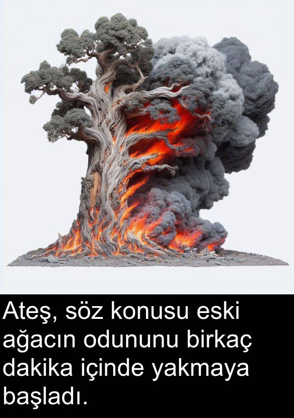 yakmaya: Ateş, söz konusu eski ağacın odununu birkaç dakika içinde yakmaya başladı.