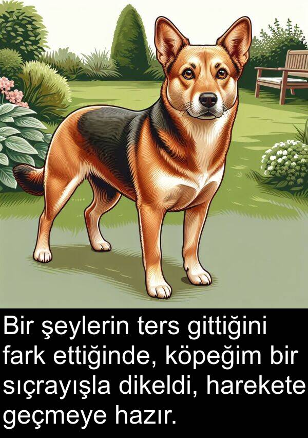 harekete: Bir şeylerin ters gittiğini fark ettiğinde, köpeğim bir sıçrayışla dikeldi, harekete geçmeye hazır.