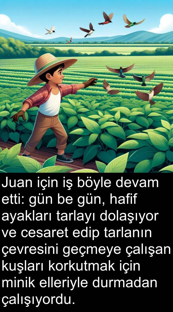 tarlayı: Juan için iş böyle devam etti: gün be gün, hafif ayakları tarlayı dolaşıyor ve cesaret edip tarlanın çevresini geçmeye çalışan kuşları korkutmak için minik elleriyle durmadan çalışıyordu.