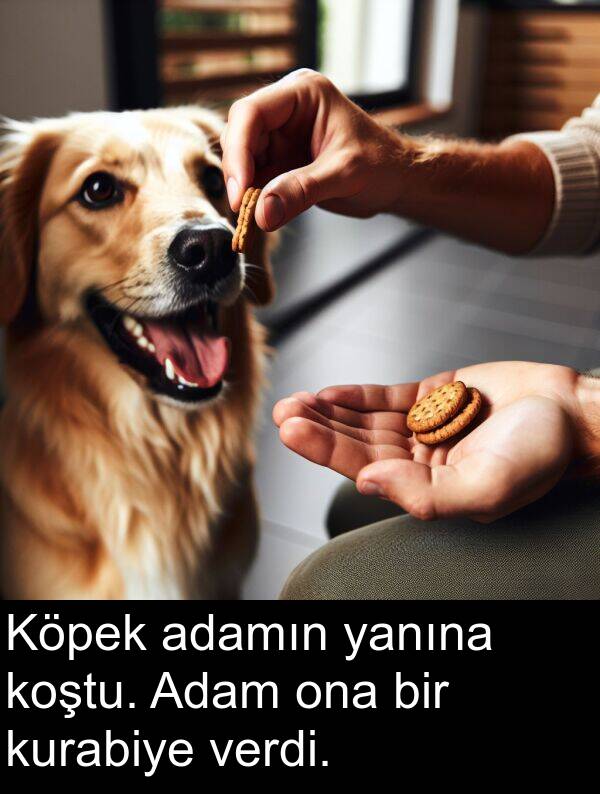 verdi: Köpek adamın yanına koştu. Adam ona bir kurabiye verdi.