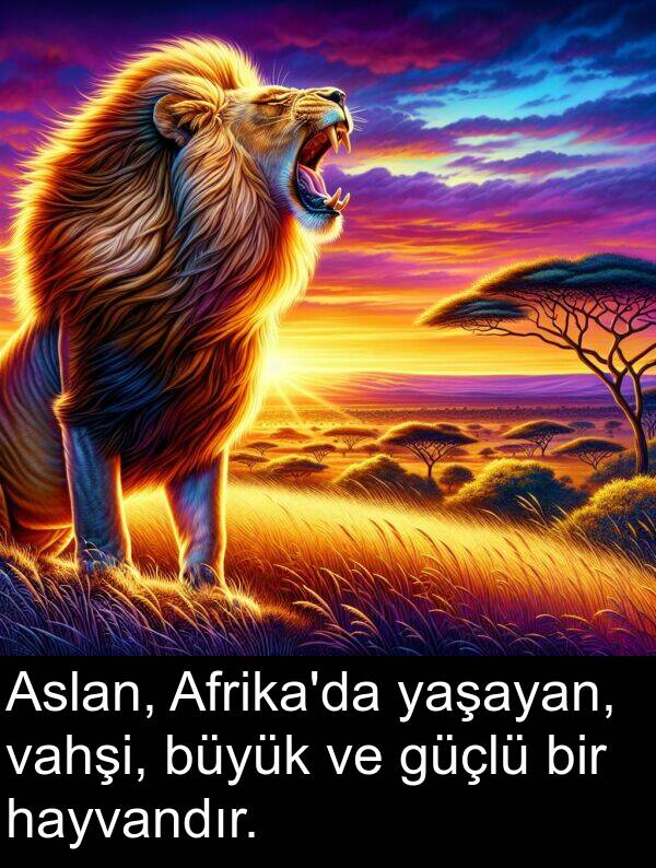 vahşi: Aslan, Afrika'da yaşayan, vahşi, büyük ve güçlü bir hayvandır.