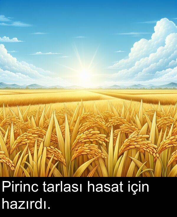 tarlası: Pirinc tarlası hasat için hazırdı.