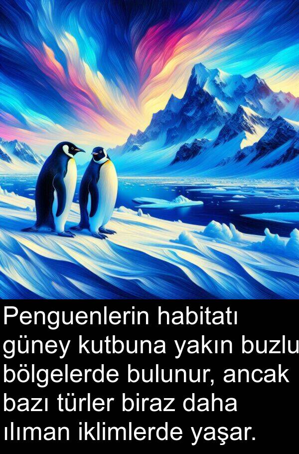 yakın: Penguenlerin habitatı güney kutbuna yakın buzlu bölgelerde bulunur, ancak bazı türler biraz daha ılıman iklimlerde yaşar.