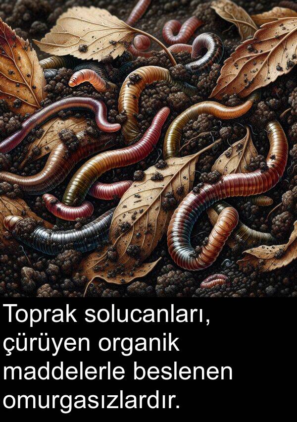 omurgasızlardır: Toprak solucanları, çürüyen organik maddelerle beslenen omurgasızlardır.