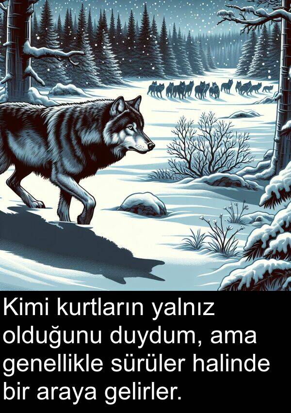 yalnız: Kimi kurtların yalnız olduğunu duydum, ama genellikle sürüler halinde bir araya gelirler.