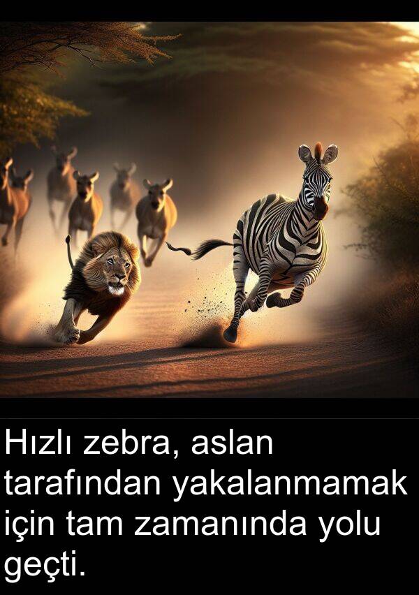 yakalanmamak: Hızlı zebra, aslan tarafından yakalanmamak için tam zamanında yolu geçti.