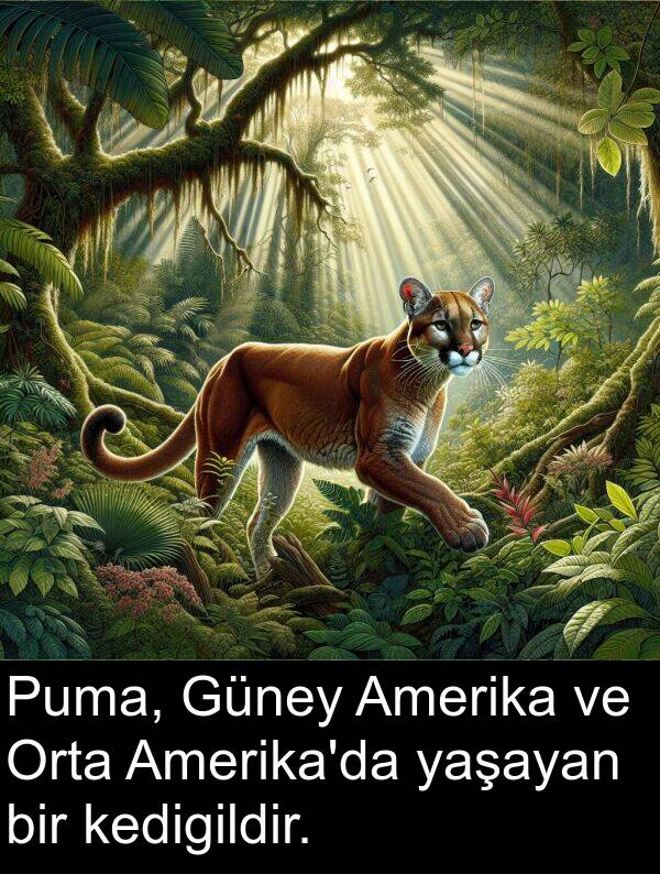 kedigildir: Puma, Güney Amerika ve Orta Amerika'da yaşayan bir kedigildir.