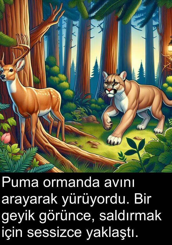 yaklaştı: Puma ormanda avını arayarak yürüyordu. Bir geyik görünce, saldırmak için sessizce yaklaştı.