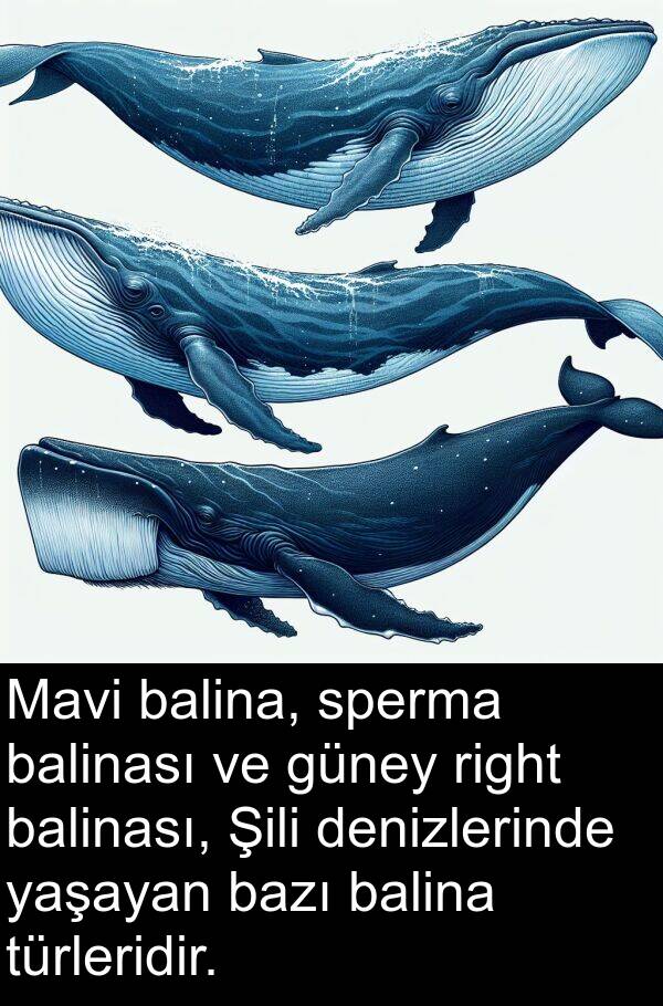 balina: Mavi balina, sperma balinası ve güney right balinası, Şili denizlerinde yaşayan bazı balina türleridir.