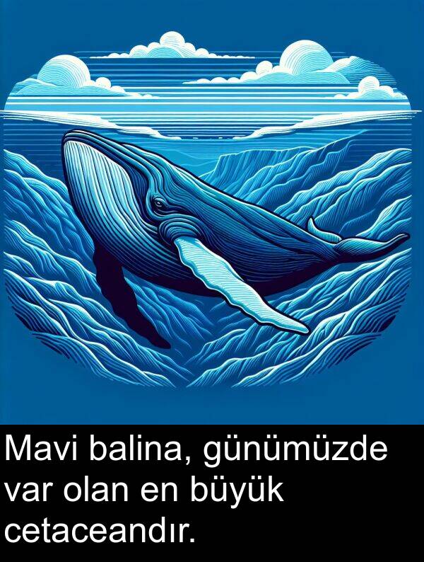 balina: Mavi balina, günümüzde var olan en büyük cetaceandır.