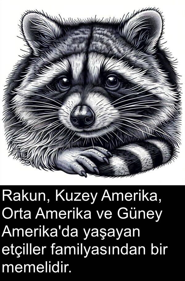 memelidir: Rakun, Kuzey Amerika, Orta Amerika ve Güney Amerika'da yaşayan etçiller familyasından bir memelidir.