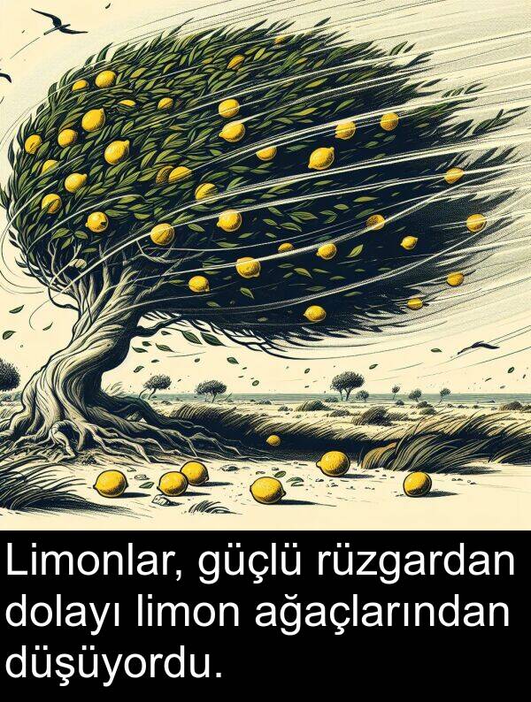 limon: Limonlar, güçlü rüzgardan dolayı limon ağaçlarından düşüyordu.