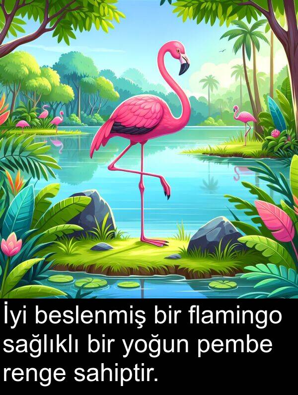 flamingo: İyi beslenmiş bir flamingo sağlıklı bir yoğun pembe renge sahiptir.