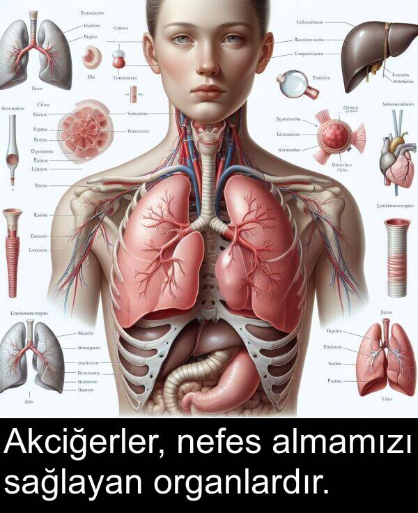 sağlayan: Akciğerler, nefes almamızı sağlayan organlardır.