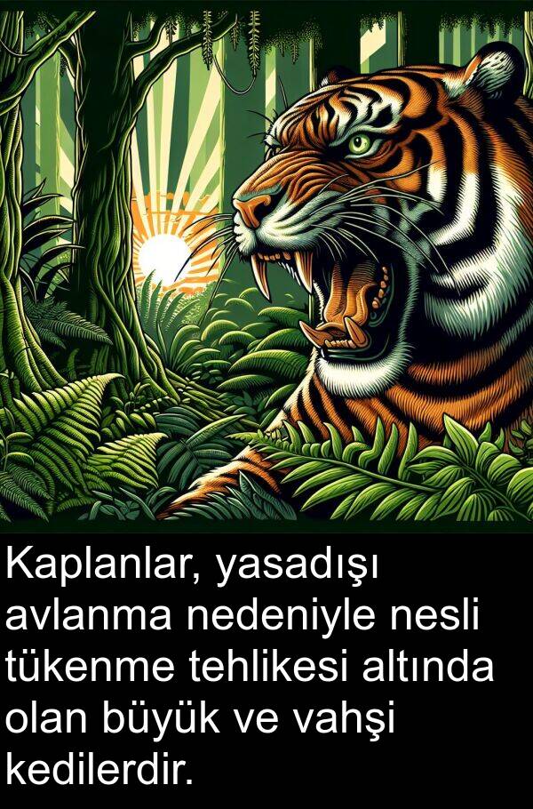 vahşi: Kaplanlar, yasadışı avlanma nedeniyle nesli tükenme tehlikesi altında olan büyük ve vahşi kedilerdir.