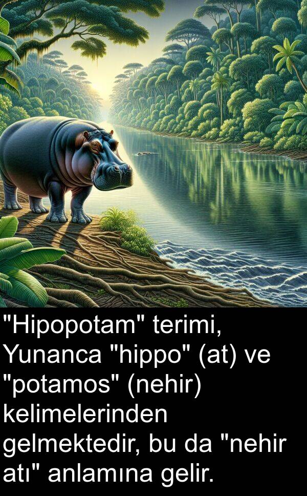 gelmektedir: "Hipopotam" terimi, Yunanca "hippo" (at) ve "potamos" (nehir) kelimelerinden gelmektedir, bu da "nehir atı" anlamına gelir.