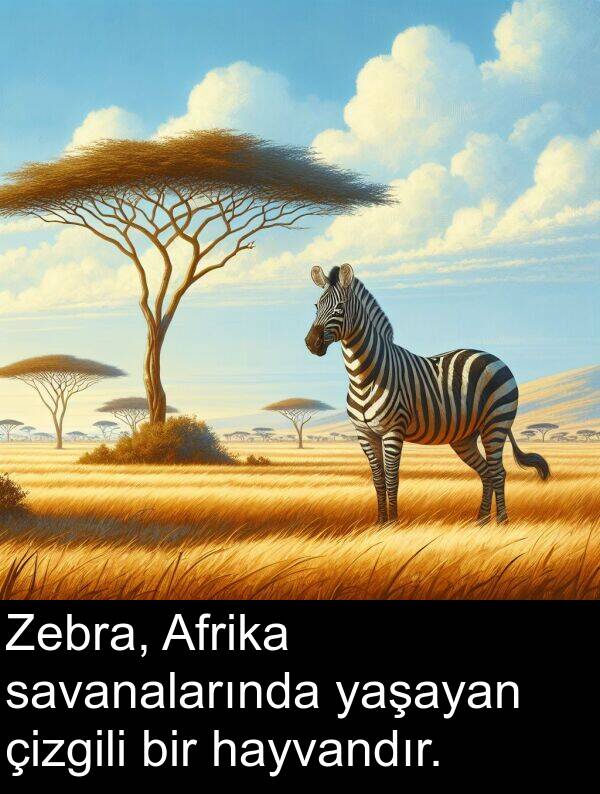 hayvandır: Zebra, Afrika savanalarında yaşayan çizgili bir hayvandır.