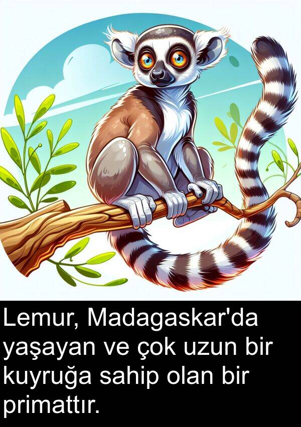 uzun: Lemur, Madagaskar'da yaşayan ve çok uzun bir kuyruğa sahip olan bir primattır.