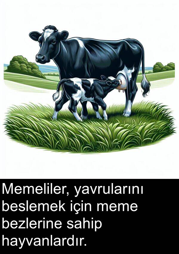 hayvanlardır: Memeliler, yavrularını beslemek için meme bezlerine sahip hayvanlardır.