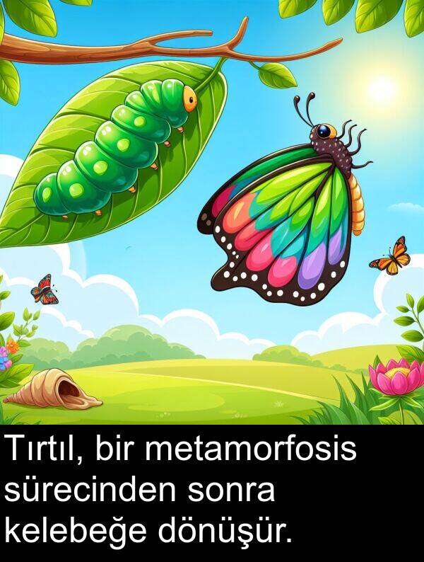 metamorfosis: Tırtıl, bir metamorfosis sürecinden sonra kelebeğe dönüşür.