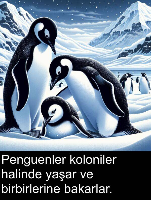 halinde: Penguenler koloniler halinde yaşar ve birbirlerine bakarlar.