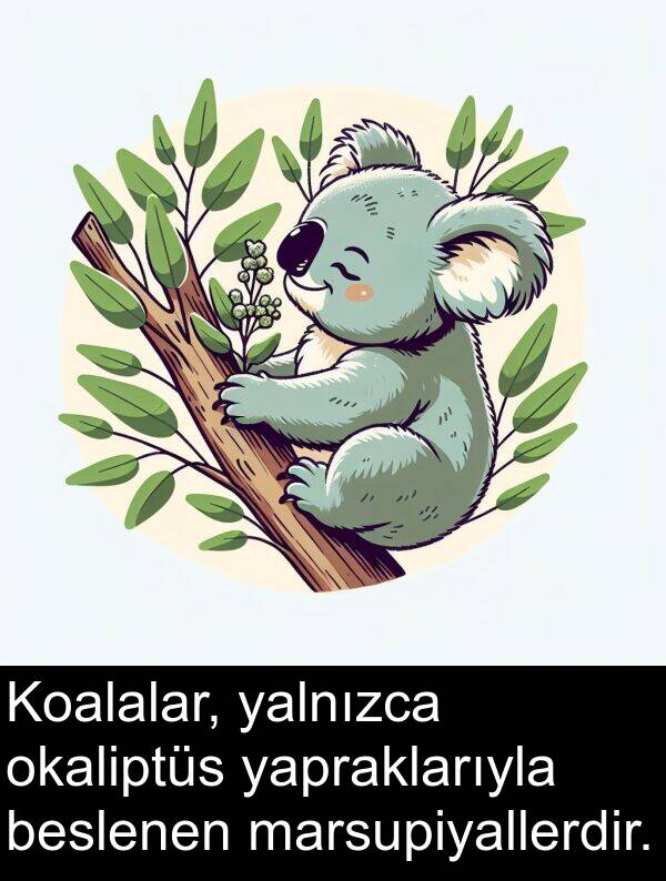 yalnızca: Koalalar, yalnızca okaliptüs yapraklarıyla beslenen marsupiyallerdir.