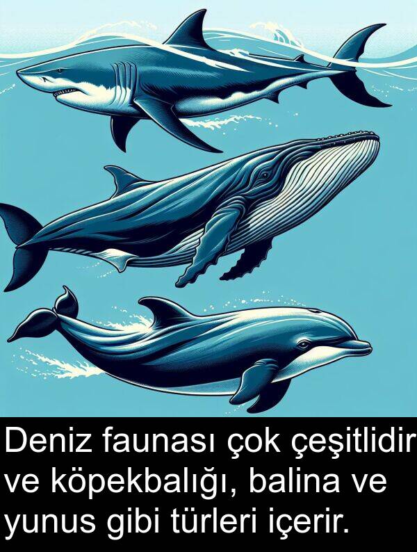 çeşitlidir: Deniz faunası çok çeşitlidir ve köpekbalığı, balina ve yunus gibi türleri içerir.