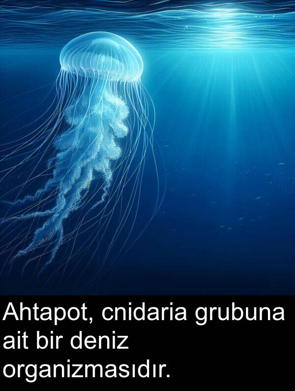 deniz: Ahtapot, cnidaria grubuna ait bir deniz organizmasıdır.