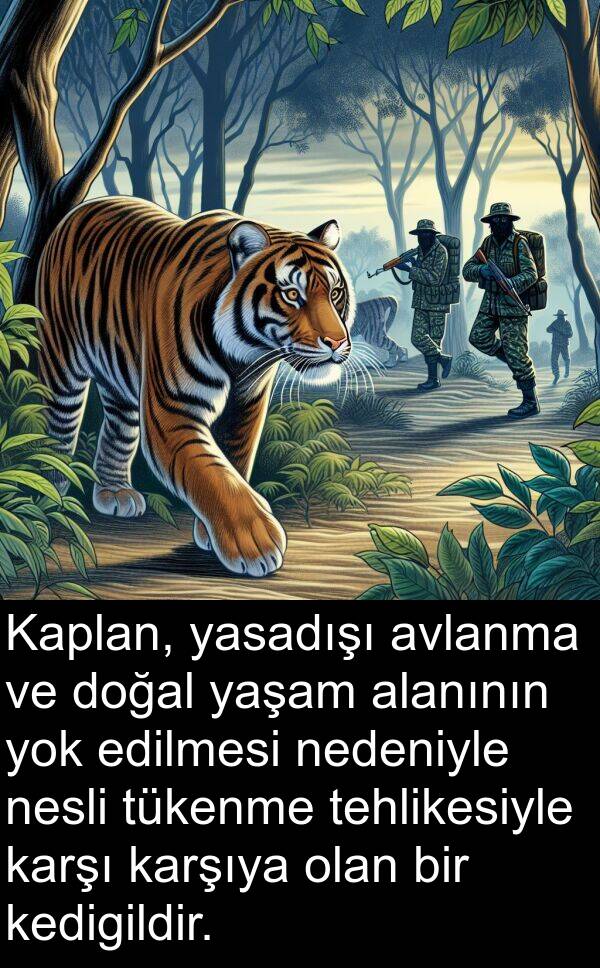 nesli: Kaplan, yasadışı avlanma ve doğal yaşam alanının yok edilmesi nedeniyle nesli tükenme tehlikesiyle karşı karşıya olan bir kedigildir.