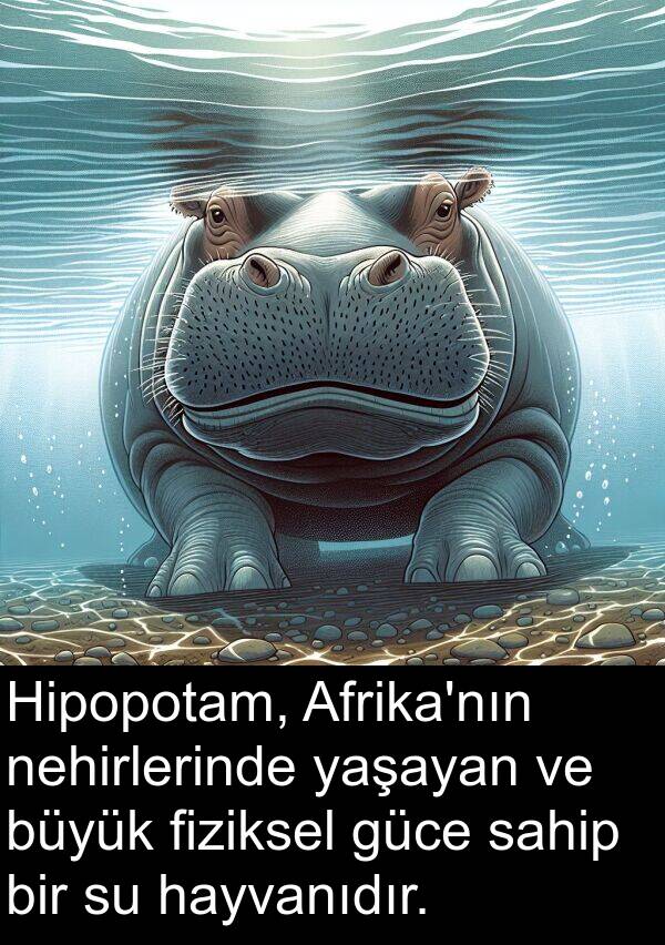 hayvanıdır: Hipopotam, Afrika'nın nehirlerinde yaşayan ve büyük fiziksel güce sahip bir su hayvanıdır.