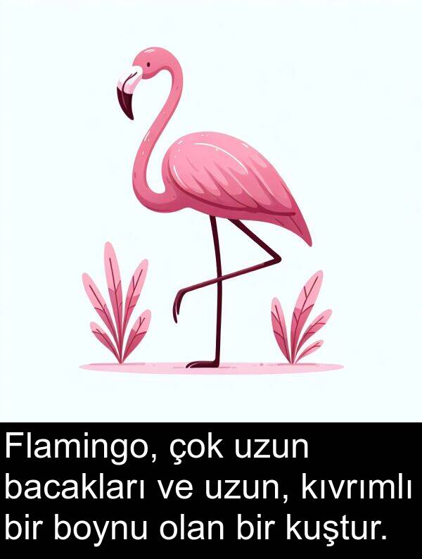 uzun: Flamingo, çok uzun bacakları ve uzun, kıvrımlı bir boynu olan bir kuştur.