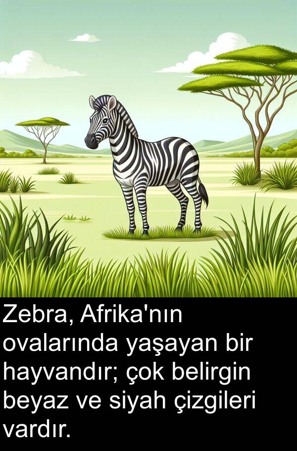 vardır: Zebra, Afrika'nın ovalarında yaşayan bir hayvandır; çok belirgin beyaz ve siyah çizgileri vardır.