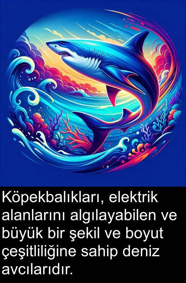 çeşitliliğine: Köpekbalıkları, elektrik alanlarını algılayabilen ve büyük bir şekil ve boyut çeşitliliğine sahip deniz avcılarıdır.