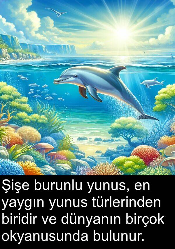 okyanusunda: Şişe burunlu yunus, en yaygın yunus türlerinden biridir ve dünyanın birçok okyanusunda bulunur.