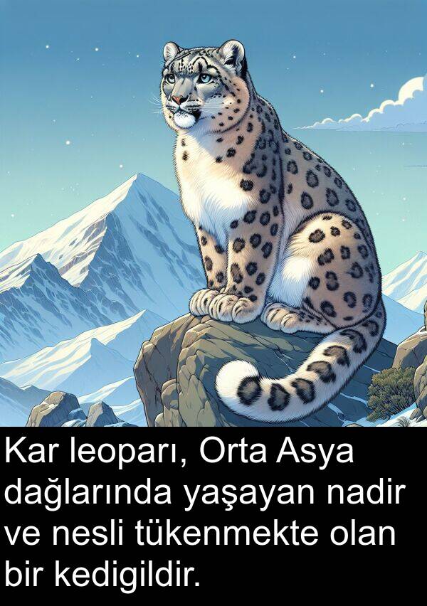 dağlarında: Kar leoparı, Orta Asya dağlarında yaşayan nadir ve nesli tükenmekte olan bir kedigildir.