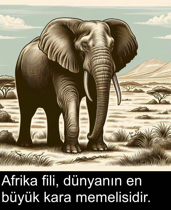 memelisidir: Afrika fili, dünyanın en büyük kara memelisidir.