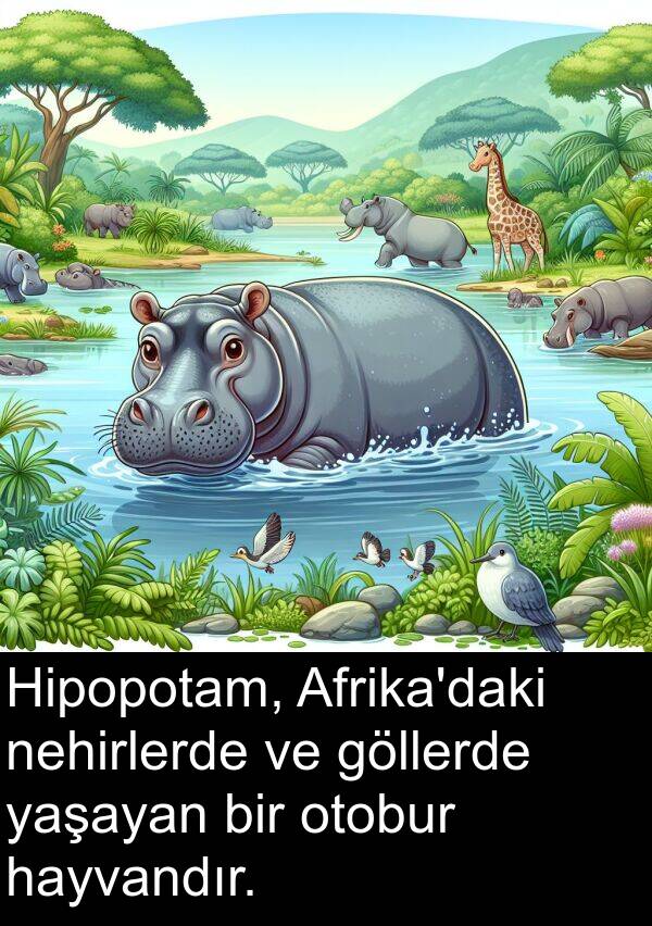 hayvandır: Hipopotam, Afrika'daki nehirlerde ve göllerde yaşayan bir otobur hayvandır.