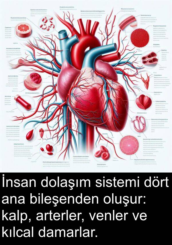 damarlar: İnsan dolaşım sistemi dört ana bileşenden oluşur: kalp, arterler, venler ve kılcal damarlar.