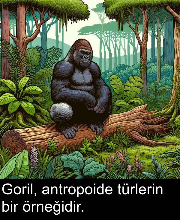 antropoide: Goril, antropoide türlerin bir örneğidir.