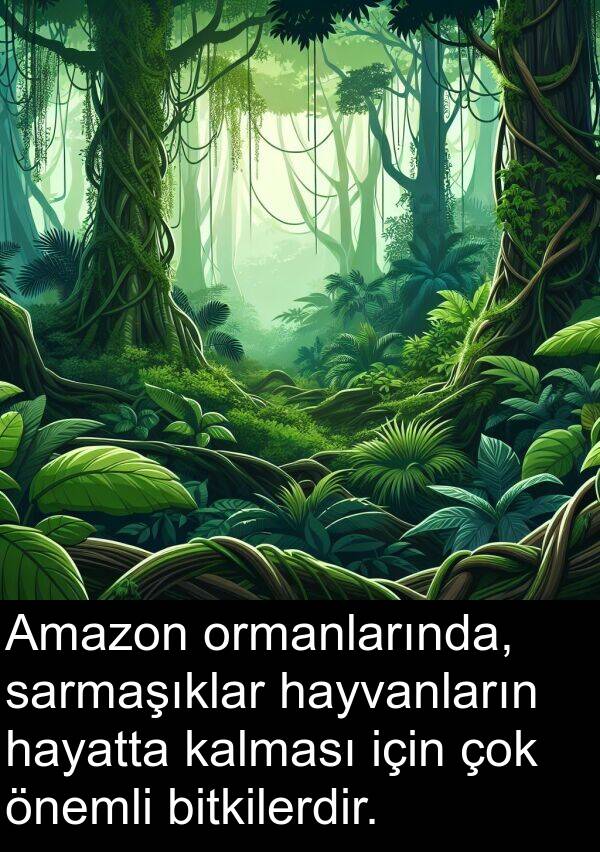 hayatta: Amazon ormanlarında, sarmaşıklar hayvanların hayatta kalması için çok önemli bitkilerdir.